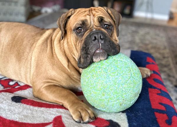 /Images/uploads/Long Island Bulldog Rescue/LIBR-2025-Calendar/entries/32149thumb.jpg